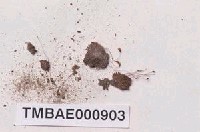 藏品(東亞真苔)的圖片